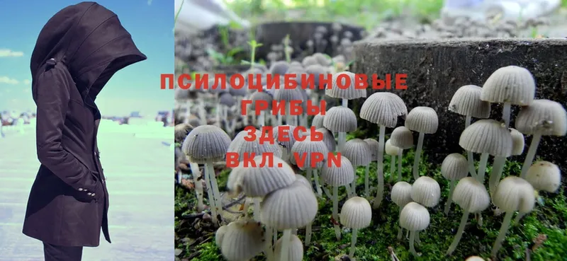 где купить наркоту  Венёв  Галлюциногенные грибы Magic Shrooms 